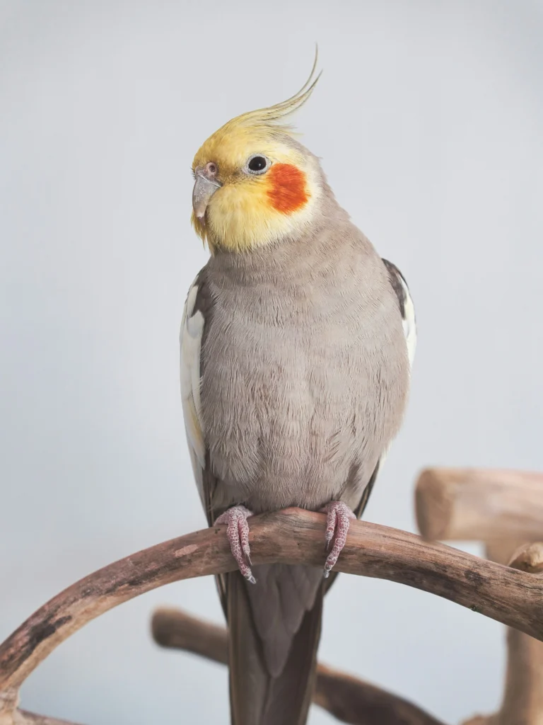 Cockatiel bird with interactive bells and ladders