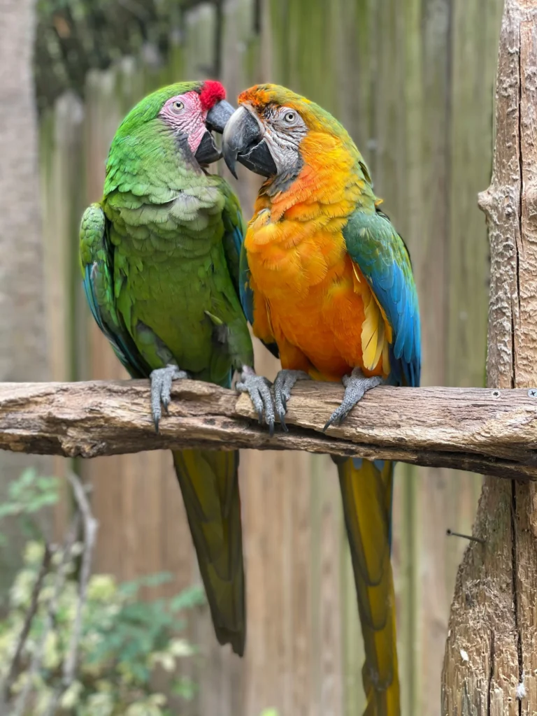 Love Birds with mirrors and perches