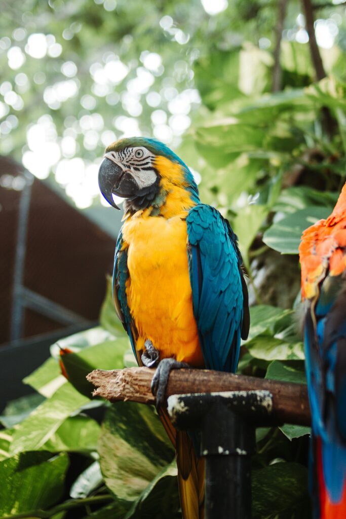 Macaw bird with durable ropes and blocks