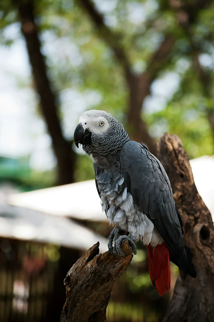 African Grey Parrot with puzzle toys
