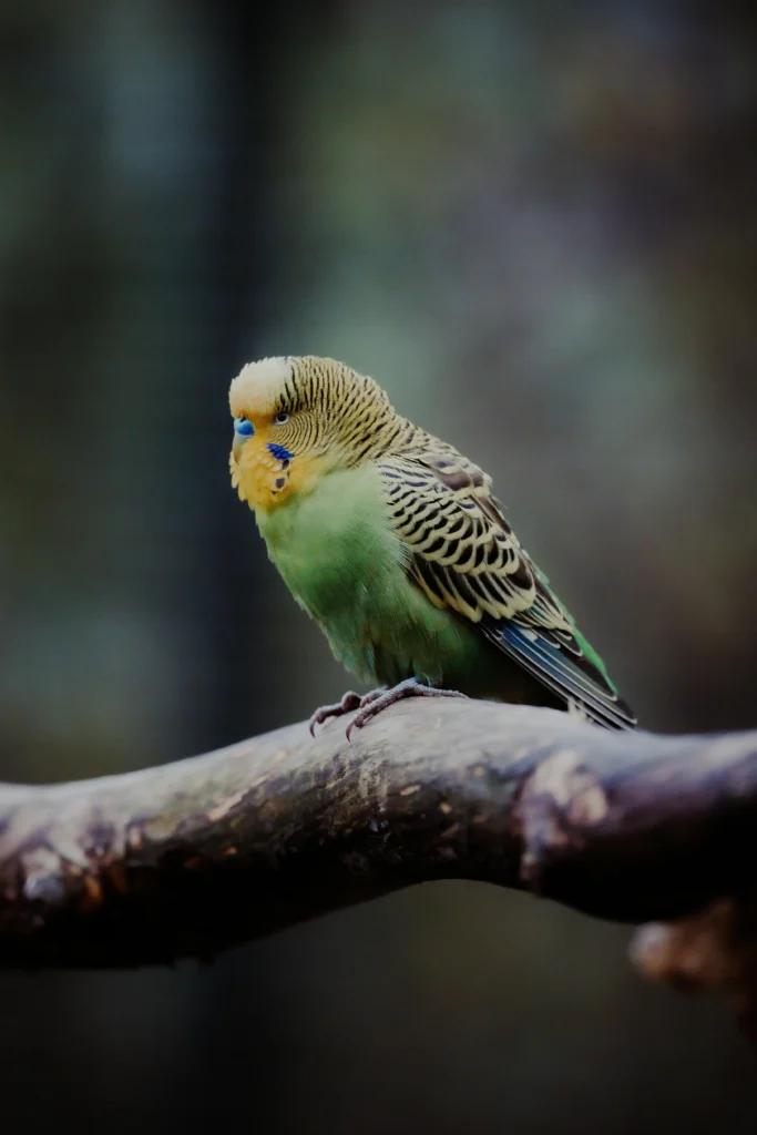 Budgerigar bird with colorful chew toys