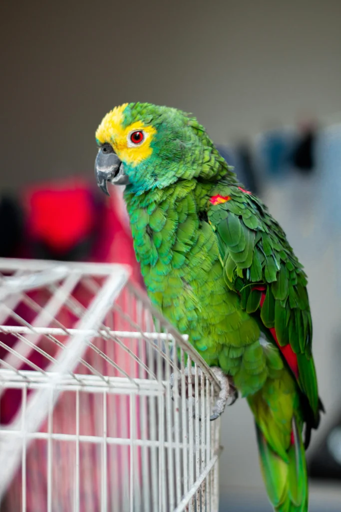 Amazon Parrot with vibrant foraging toys