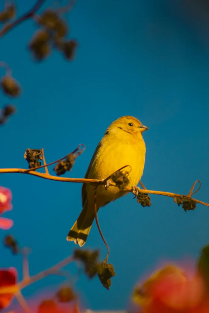 Canary with gentle toys
