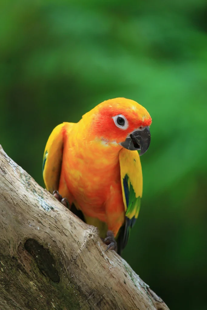 Conures with chewable toys
