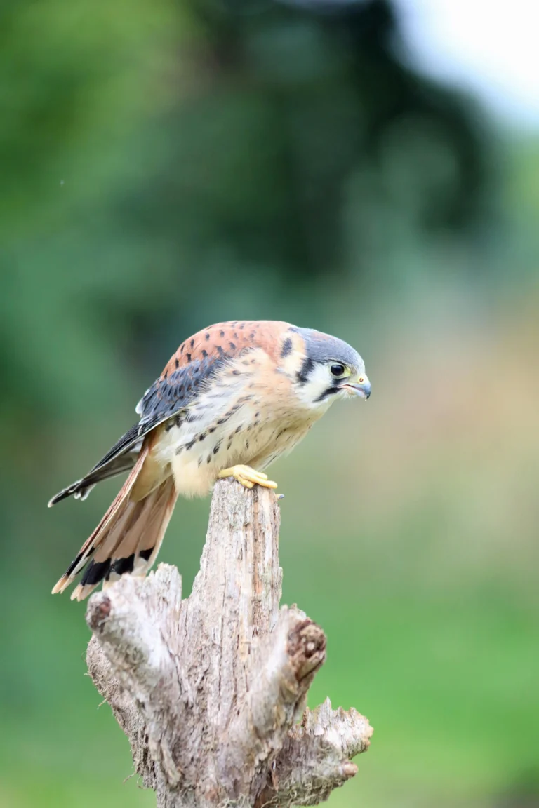 American Kestrel (Falco sparverius)