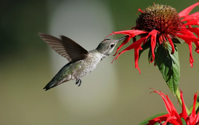 Anna’s Hummingbird (Calypte anna)