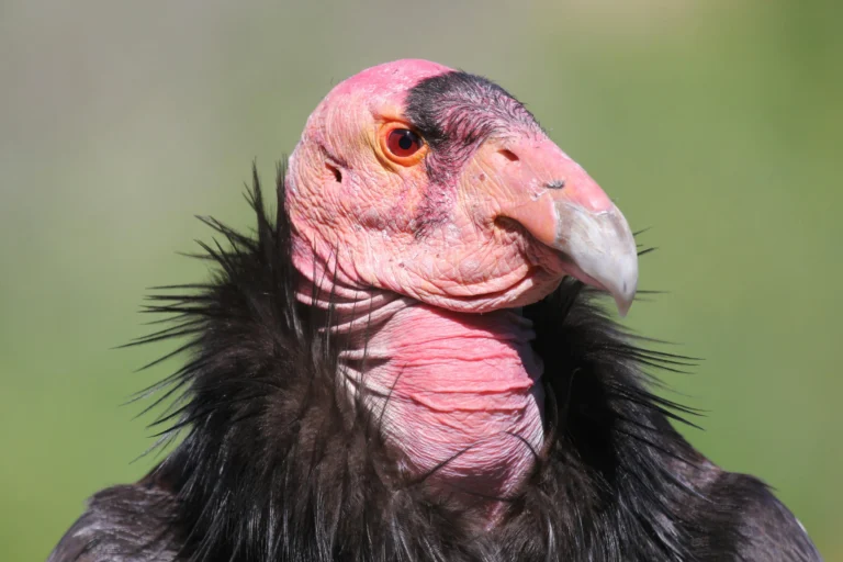 California Condor (Gymnogyps californianus)