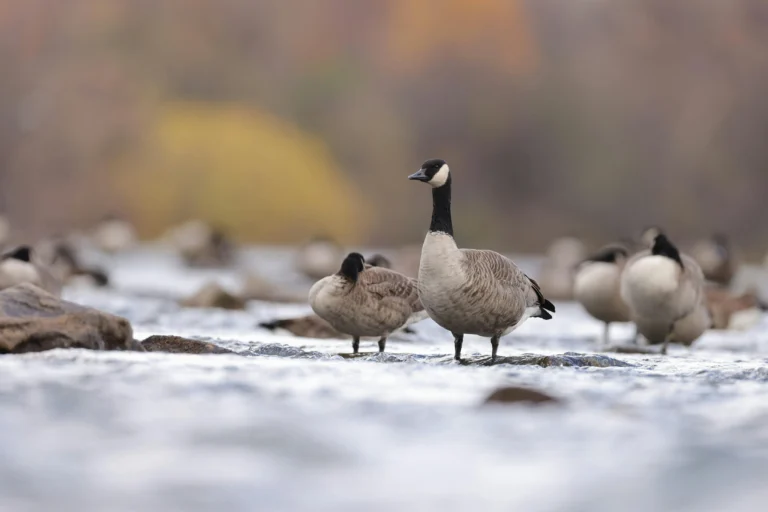 Canada Goose (Branta canadensis)