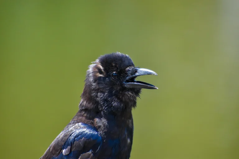 Common Raven (Corvus corax)