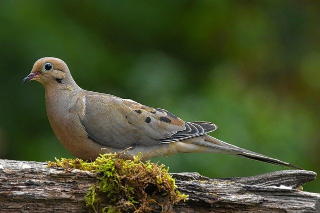 Mourning Dove (Zenaida macroura)