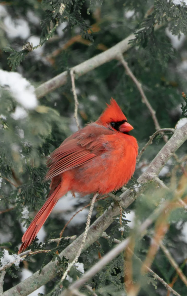 Northern Cardinal (Cardinalis cardinalis)
