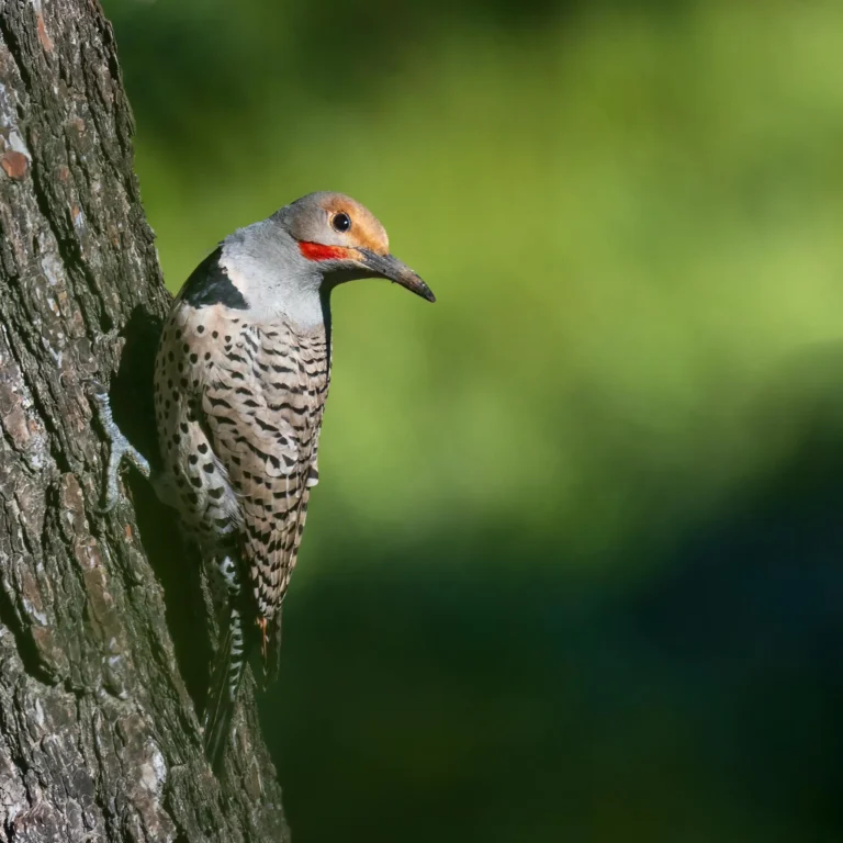Northern Flicker (Colaptes auratus)