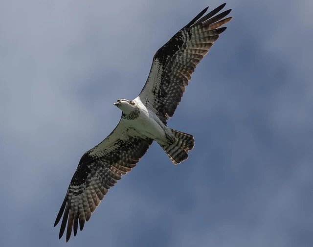 Osprey (Pandion haliaetus)