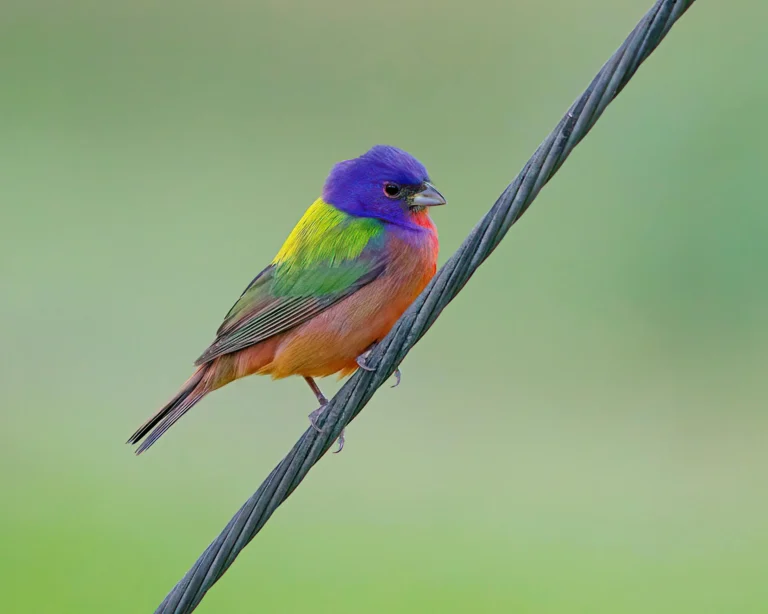 Painted Bunting (Passerina ciris)