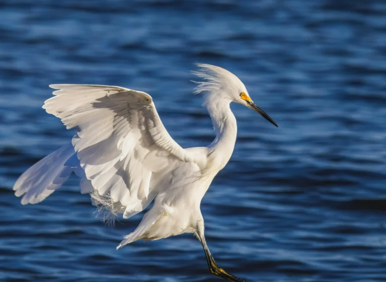 Snowy Egret (Egretta thula)
