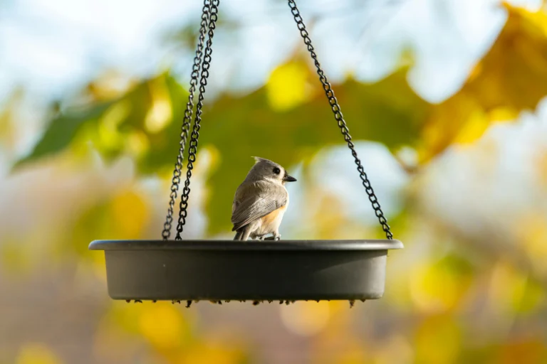 Tufted Titmouse (Baeolophus bicolor)