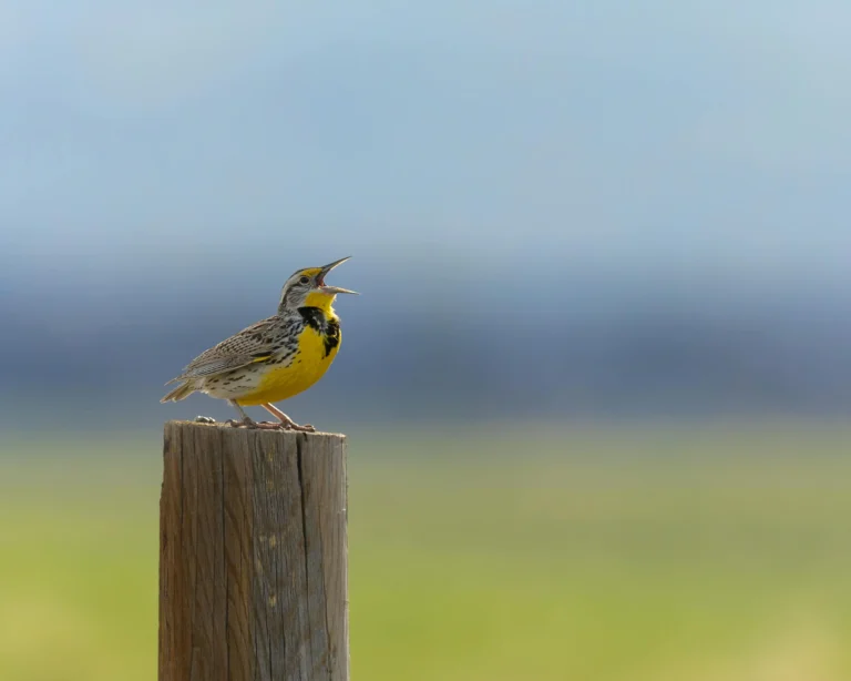 Western Meadowlark (Sturnella neglecta)