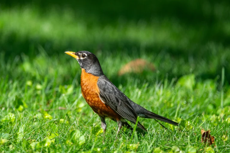American Robin (Turdus migratorius)