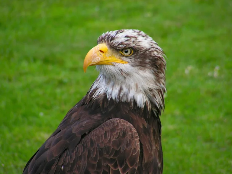 Bald Eagle (Haliaeetus leucocephalus)