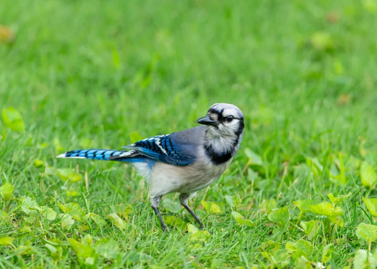 Blue Jay (Cyanocitta cristata)