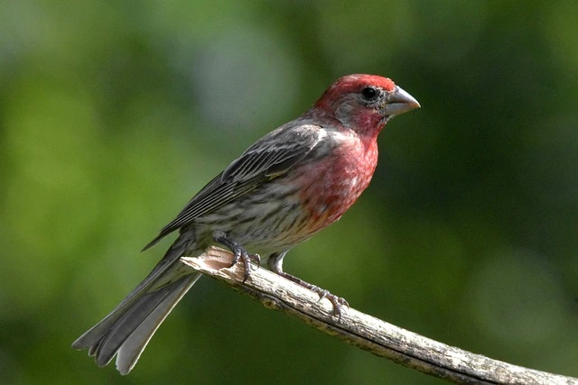 House Finch (Haemorhous mexicanus)
