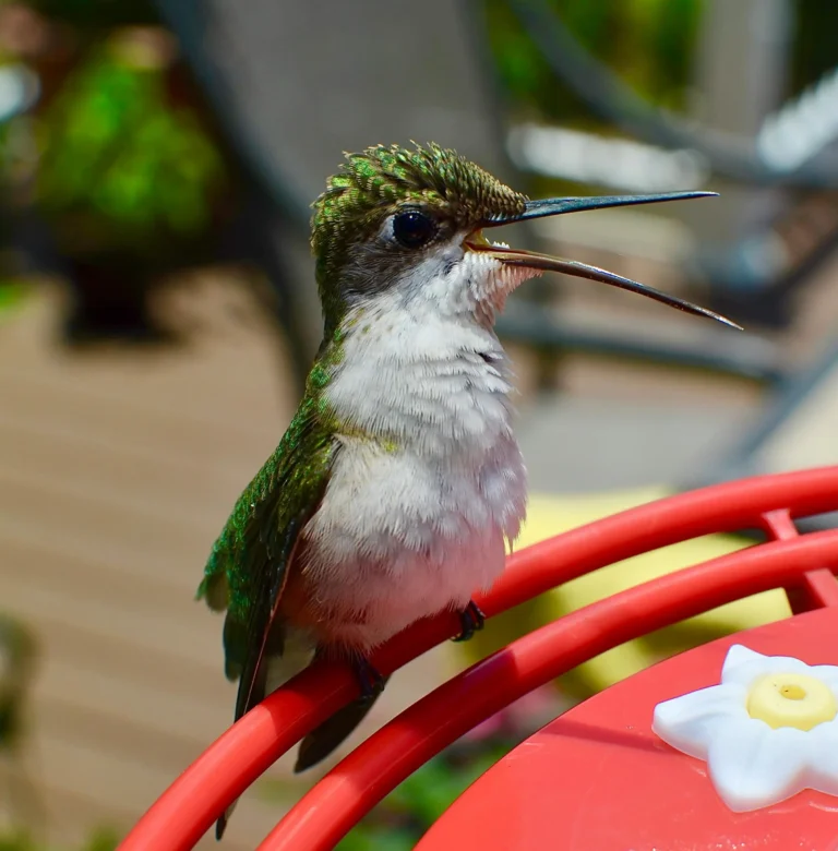 Ruby-throated Hummingbird (Archilochus colubris)