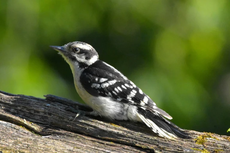 Downy Woodpecker (Dryobates pubescens)