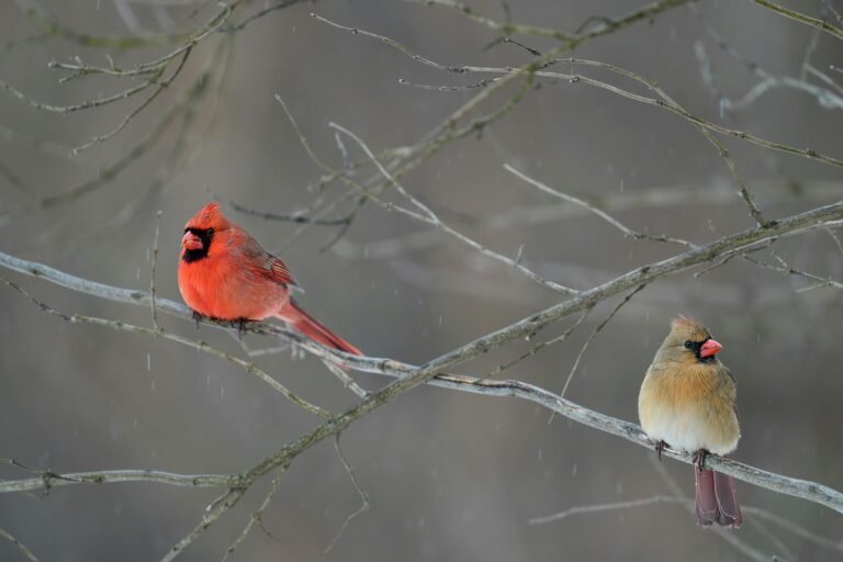 Northern Cardinal: 15 Facts, Diet, Habitat & Backyard Tips