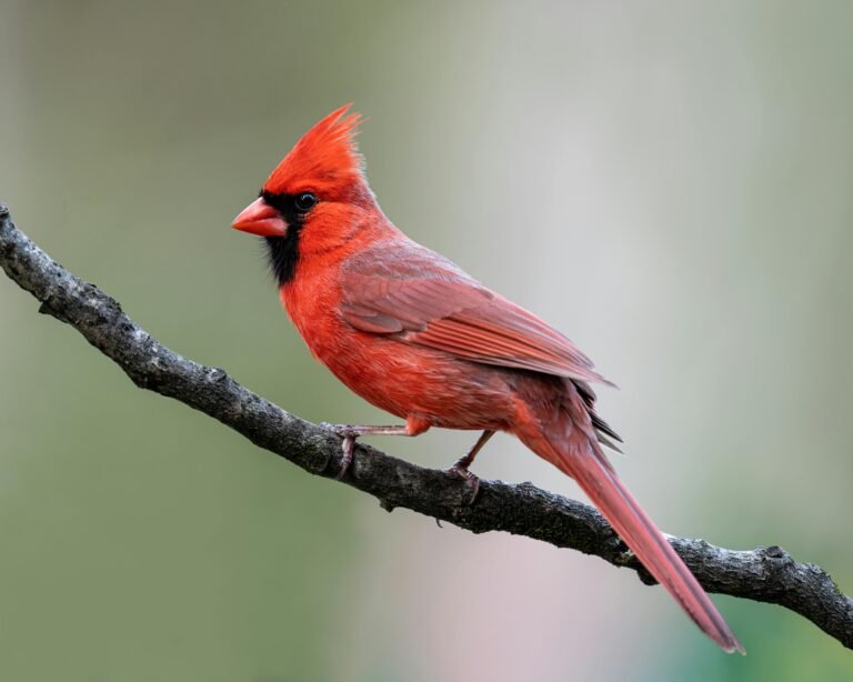 Northern Cardinal (U.S.)